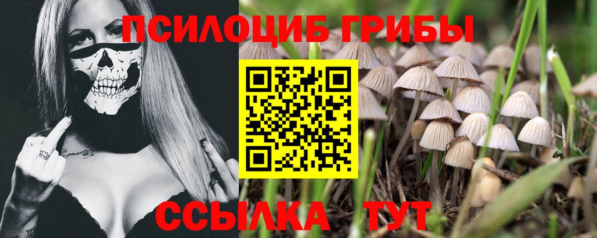 Псилоцибиновые грибы Cubensis Павлово
